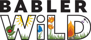 St Louis Summer Camps