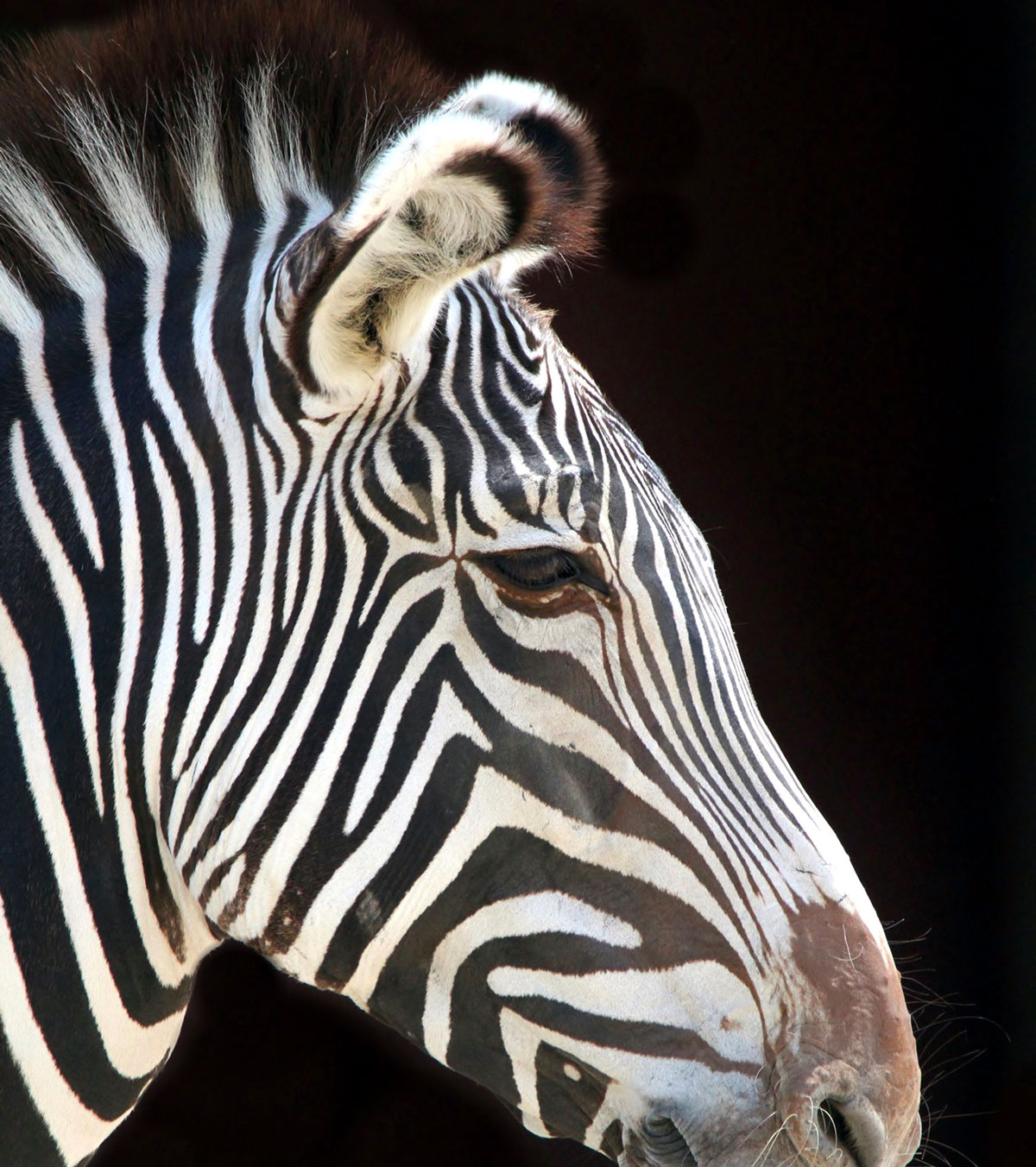 International Zebra Day at the Saint Louis Zoo