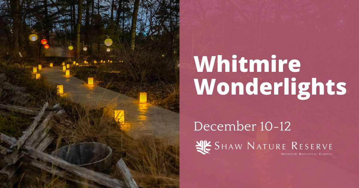 Whitmire Wonderlights at Shaw Nature Reserve