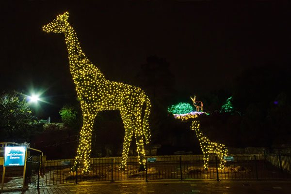 Sensory Night at U.S. Bank Wild Light at the Saint Louis Zoo ...