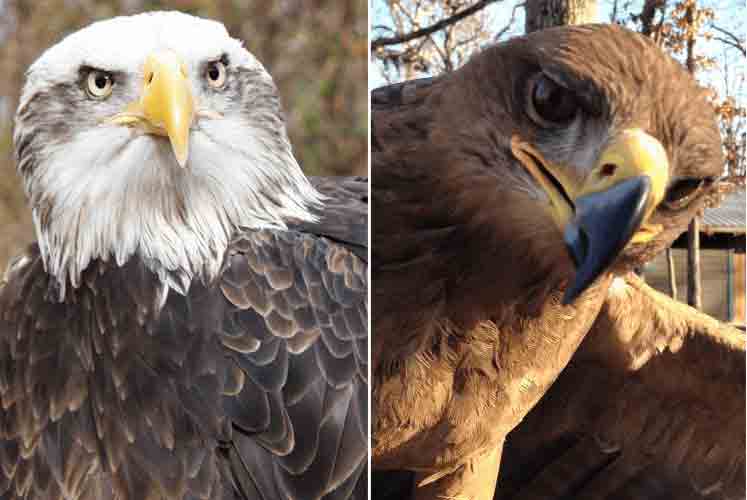 World Eagle Day at the World Bird Sanctuary