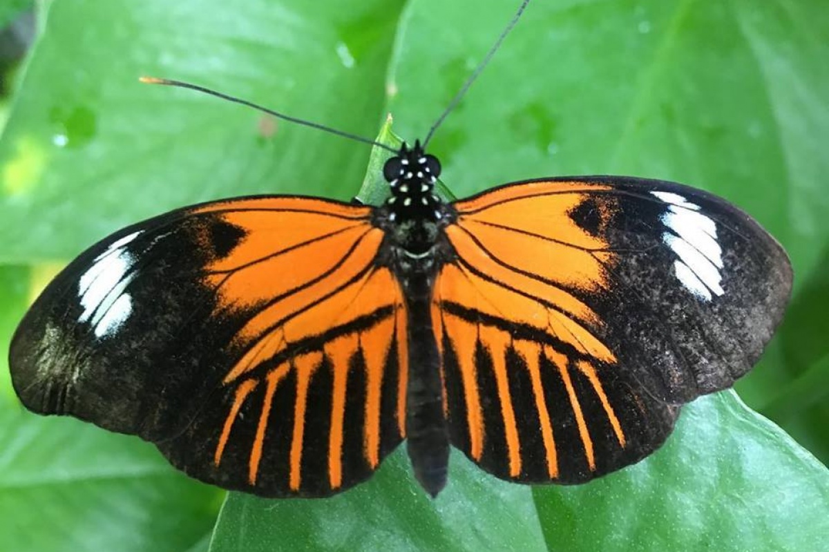 Hot Hot Hot At The Butterfly House Stlparentcom