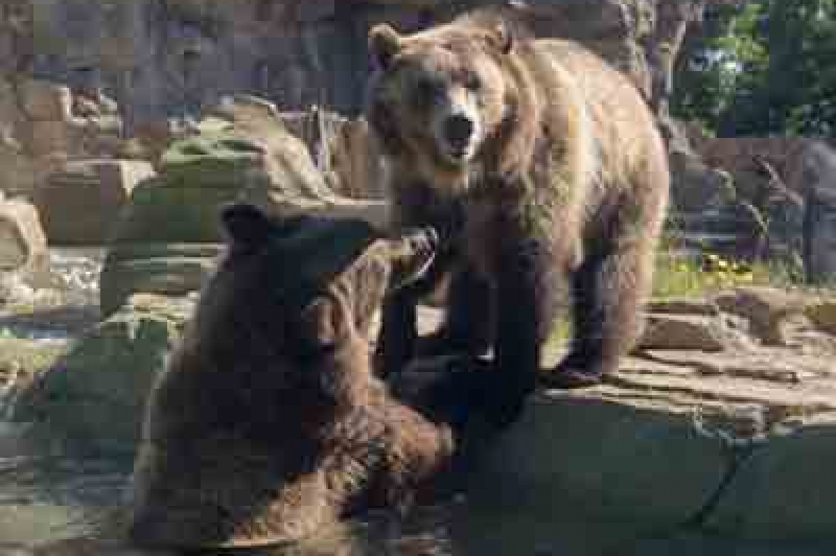 Black Friday Camp At The Saint Louis Zoo Stlparent Com