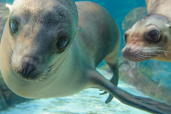 Harbor Seal  Saint Louis Zoo